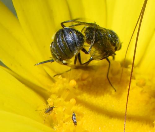Réf. 282 680 : Usia sp.